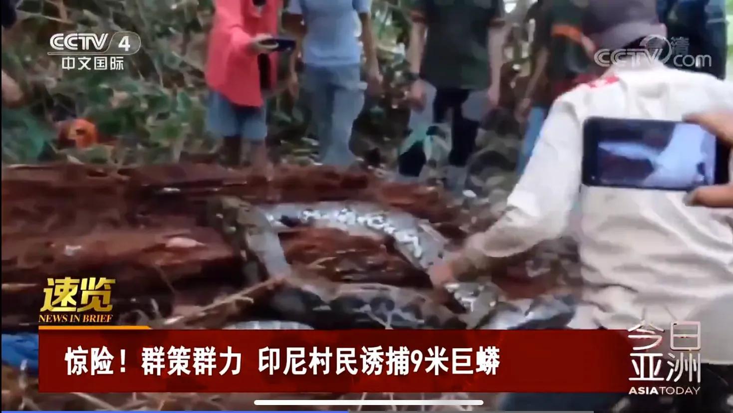 印尼村民成功捉住9米蟒蛇,印尼男子诱捕巨蟒