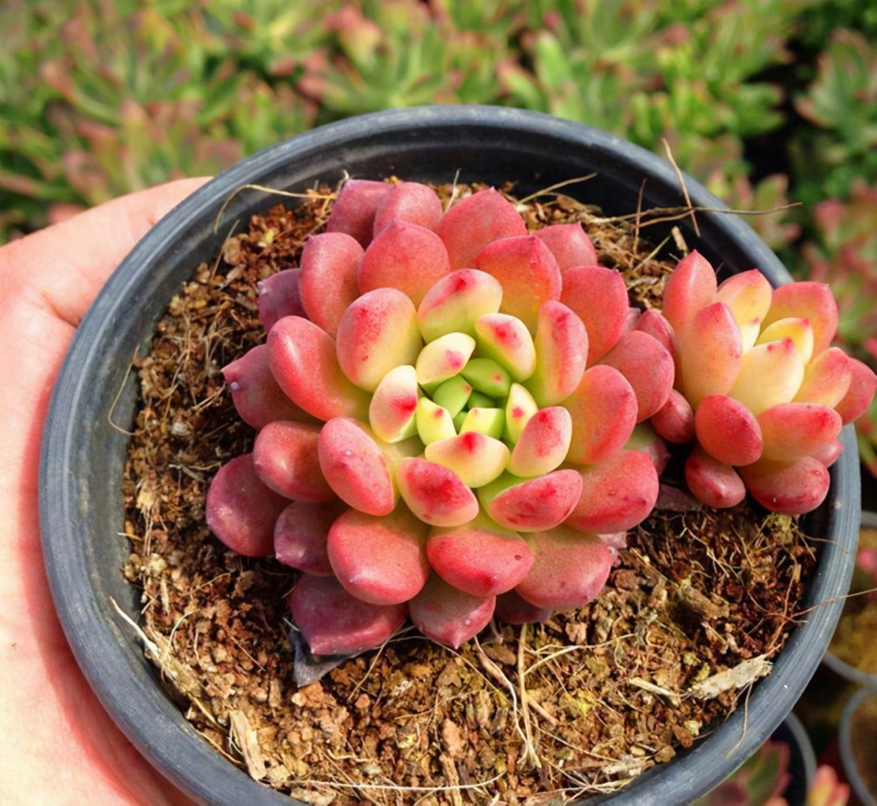 多肉红宝石冬天养殖方法和技巧,多肉红宝石夏天怎么养