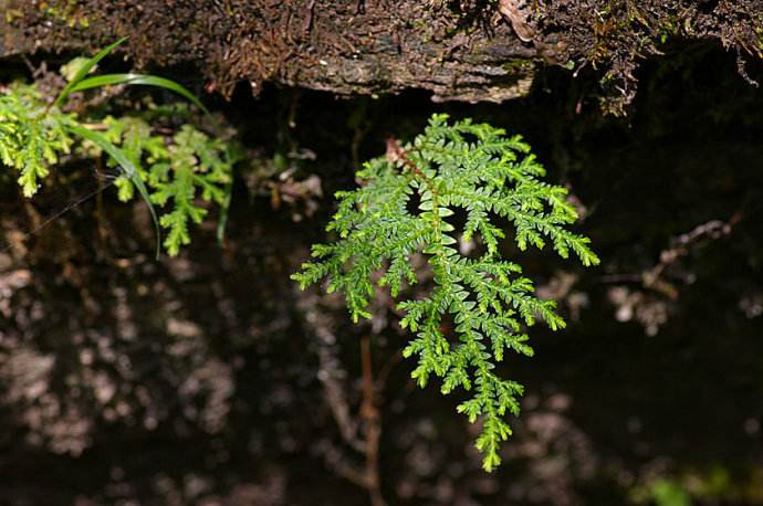 二叔啥花都不养，就喜欢卷柏，记住7条养护原则，你家也长得好！