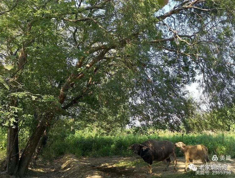 巢湖风:平凡人不平凡的事——记烔炀河塘稍村人许寿东