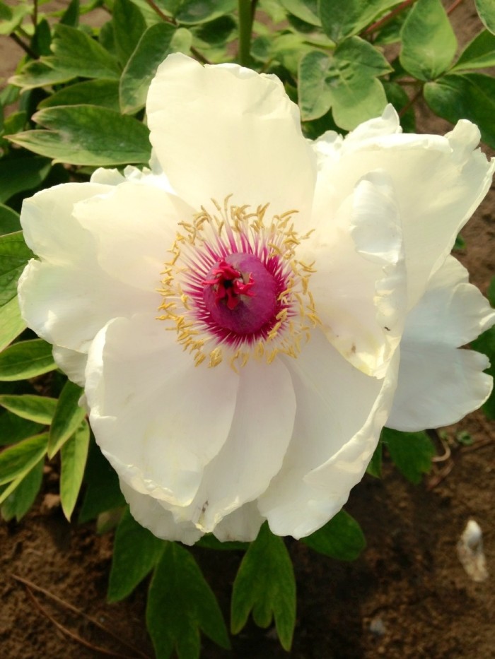 积极上进正能量简短格言短句,积极上进的正能量短句