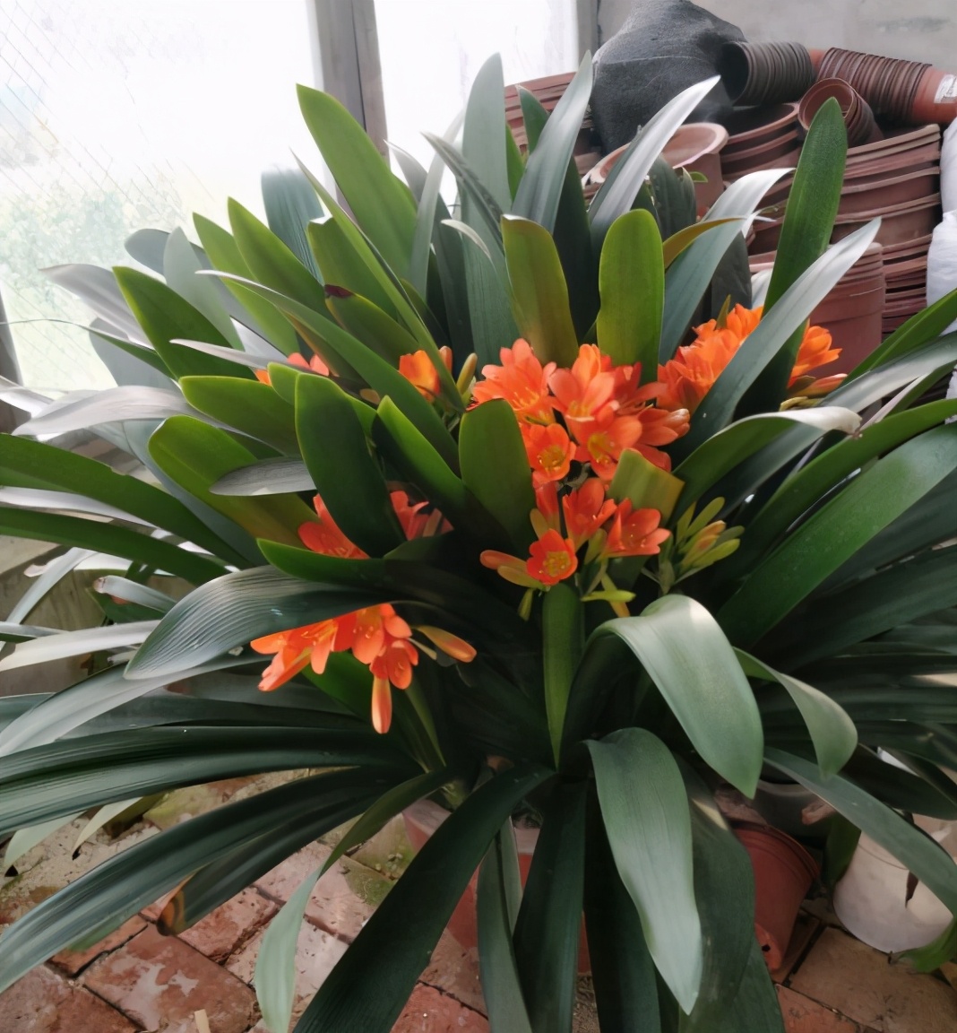 君子兰怎样养护可以长期不用换盆,养君子兰啥时候换盆最合适