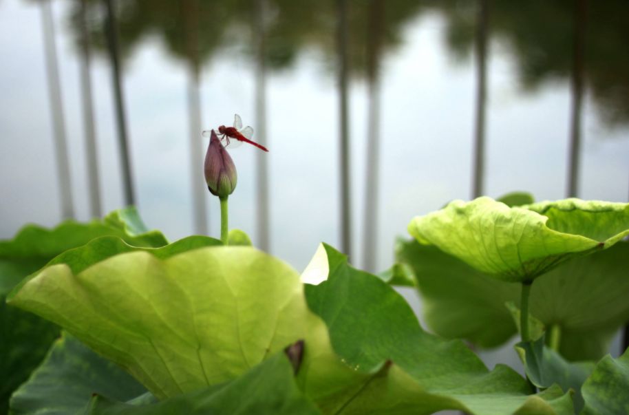 美丽的蜻蜓诗句,描写蜻蜓的诗句古诗大全