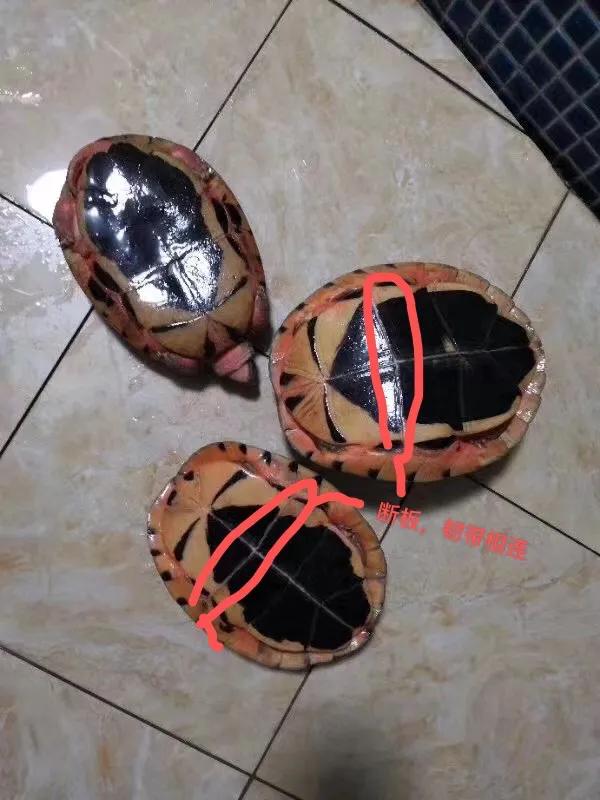 三线闭壳龟之金钱龟大全