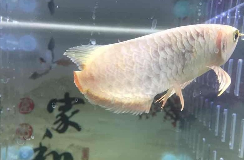 龙鱼断尾沉头的解决方法,龙鱼缩鳍掉尾