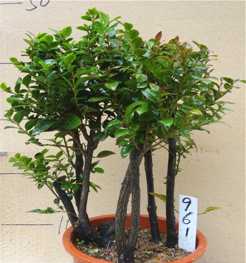 真假小叶紫檀盆景鉴别图,你的小叶紫檀还好吗