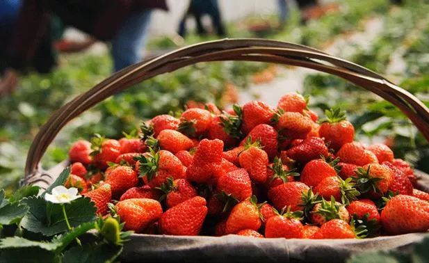 宁海春节哪里好玩,宁海春天旅游景点推荐