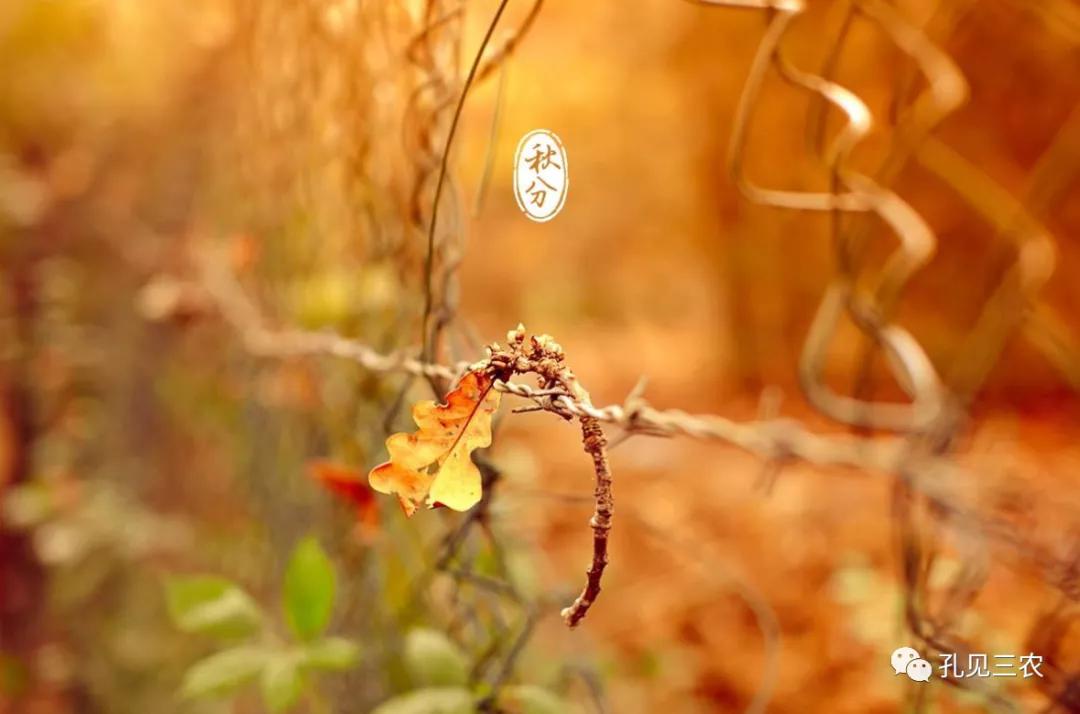 今天是秋分上午好问候图片,今天是秋分节的感悟