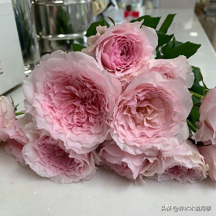 月季生病了用什么药效果好,月季可以打什么药预防