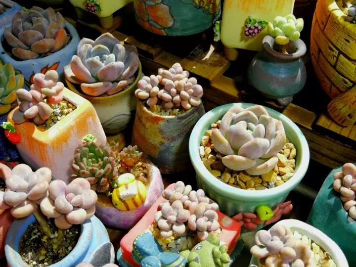 多肉求救信号有哪些,冬天多肉防寒知识