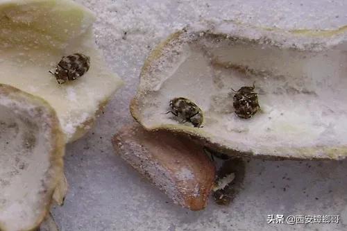 消灭皮蠹虫用什么药,蟑螂幼虫怎么消灭最彻底