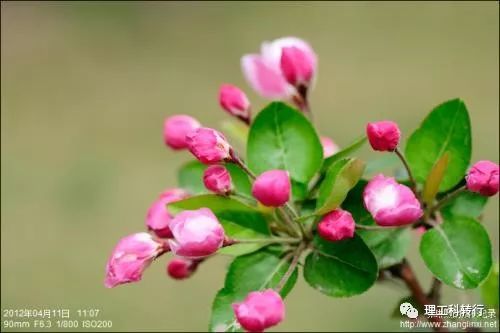 环境工程就业前景张雪峰,环境工程就业广吗