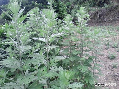 常见却容易忽视的植物,我想看什么植物能治头疼