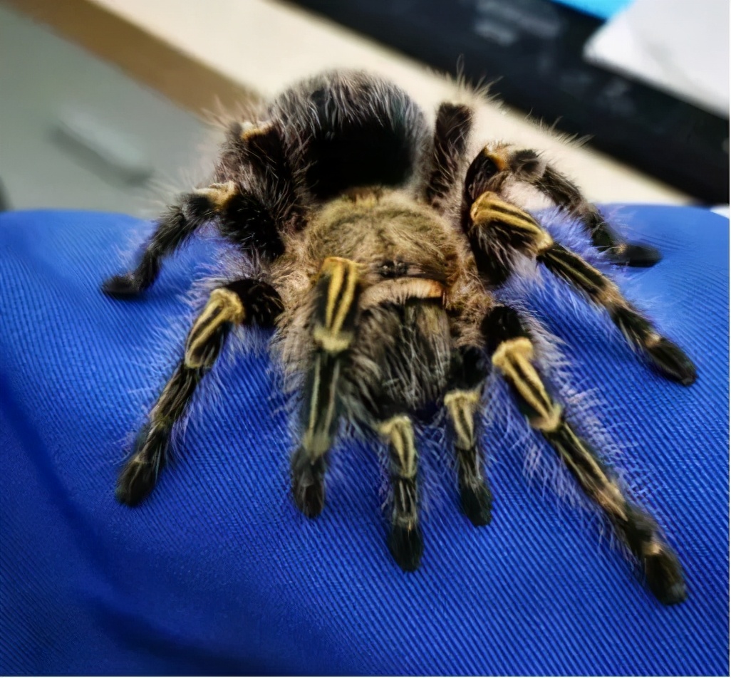 巴西金直间公蜘蛛长得快吗,巴西巨人金直间成体毒性