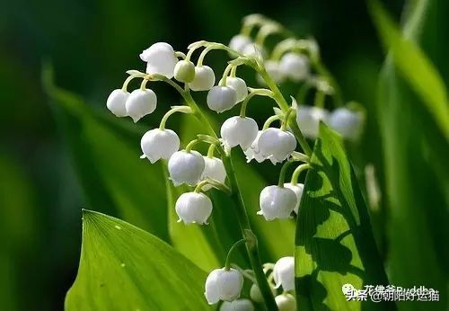 你见过如此珍贵的兰花吗,带你了解兰花