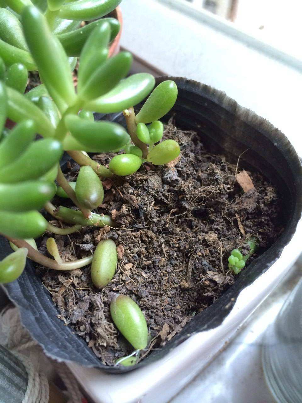 养花的盆土出现板结了的解决办法,养花土板结变硬怎么办