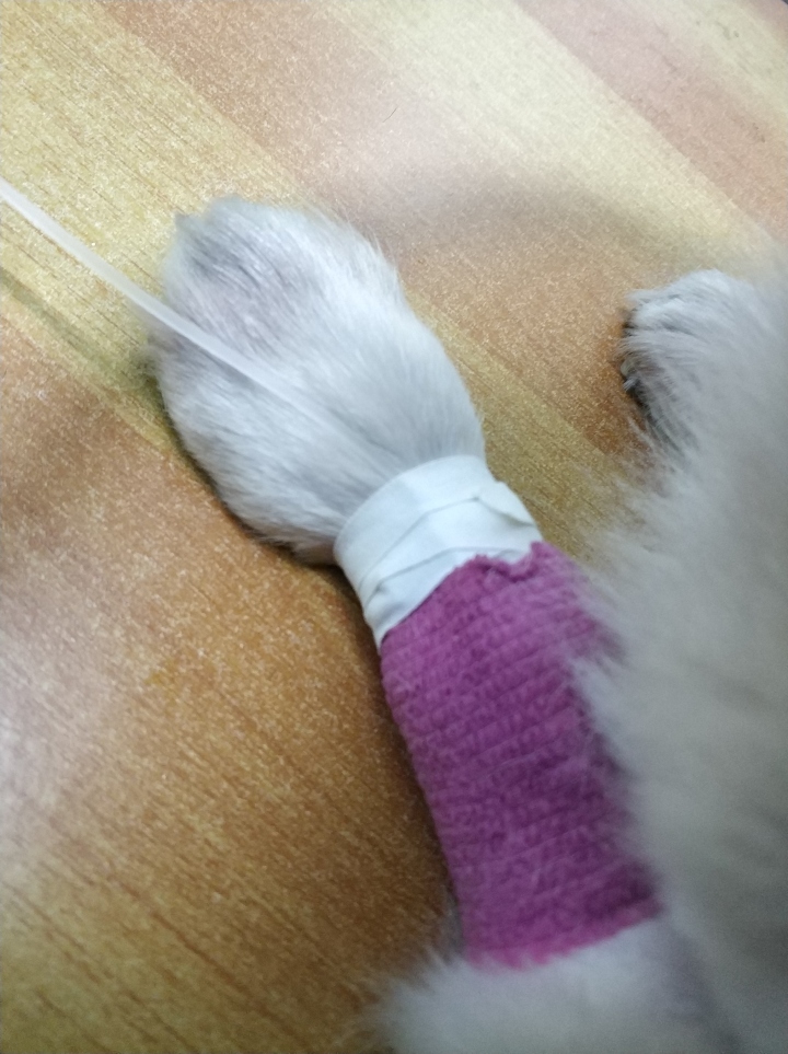 公猫膀胱结石手术,公犬尿道结石手术