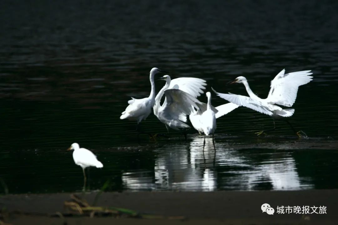 城晚拍拍丨落日余晖