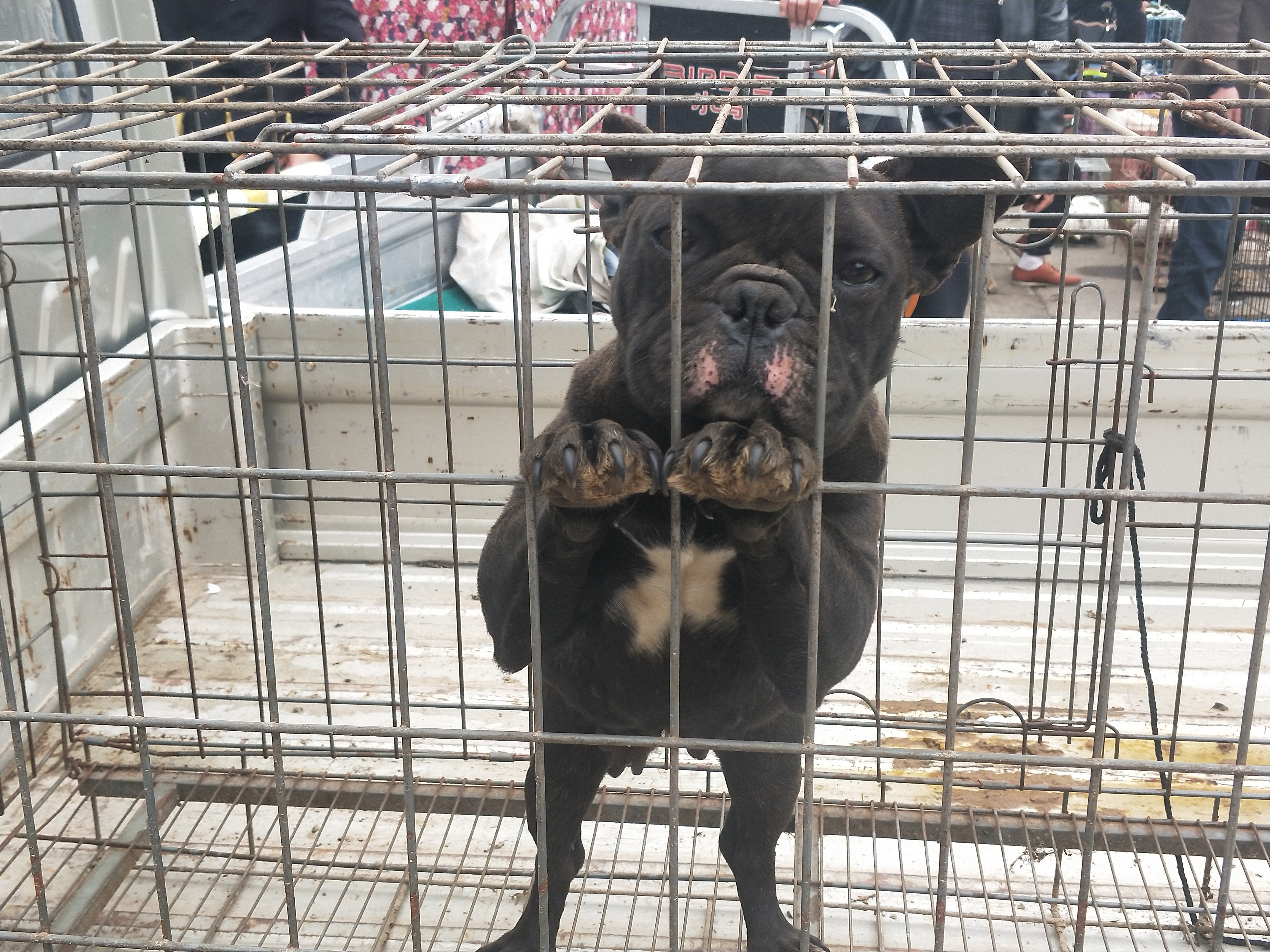 商丘宠物交易市场宠物兔,逛东北宠物交易市场