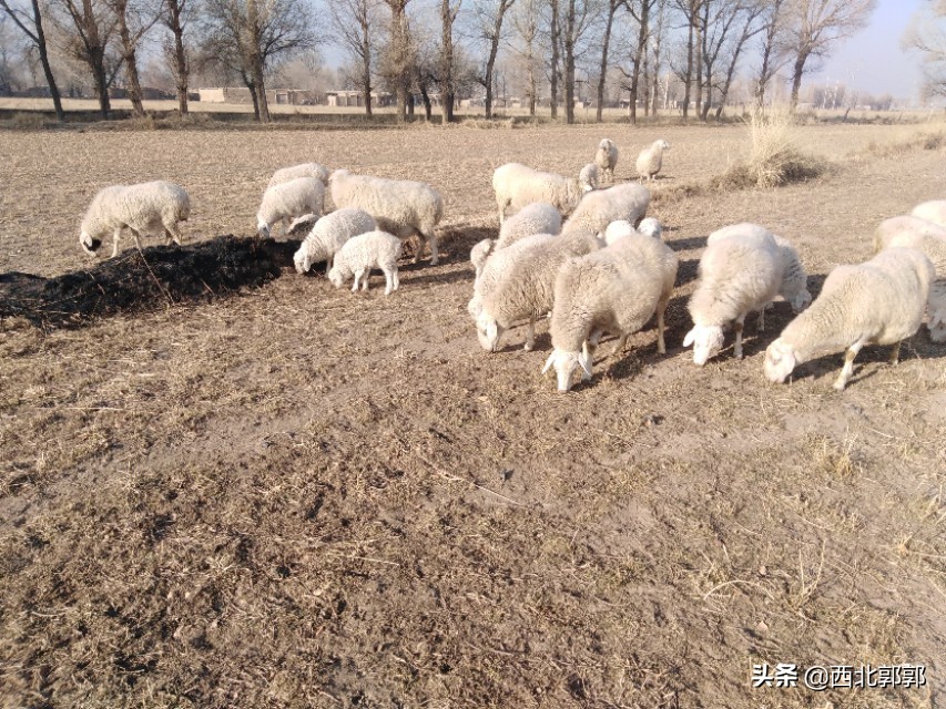 大母羊产羔后怎么给料,刚产羔母羊怎么管理