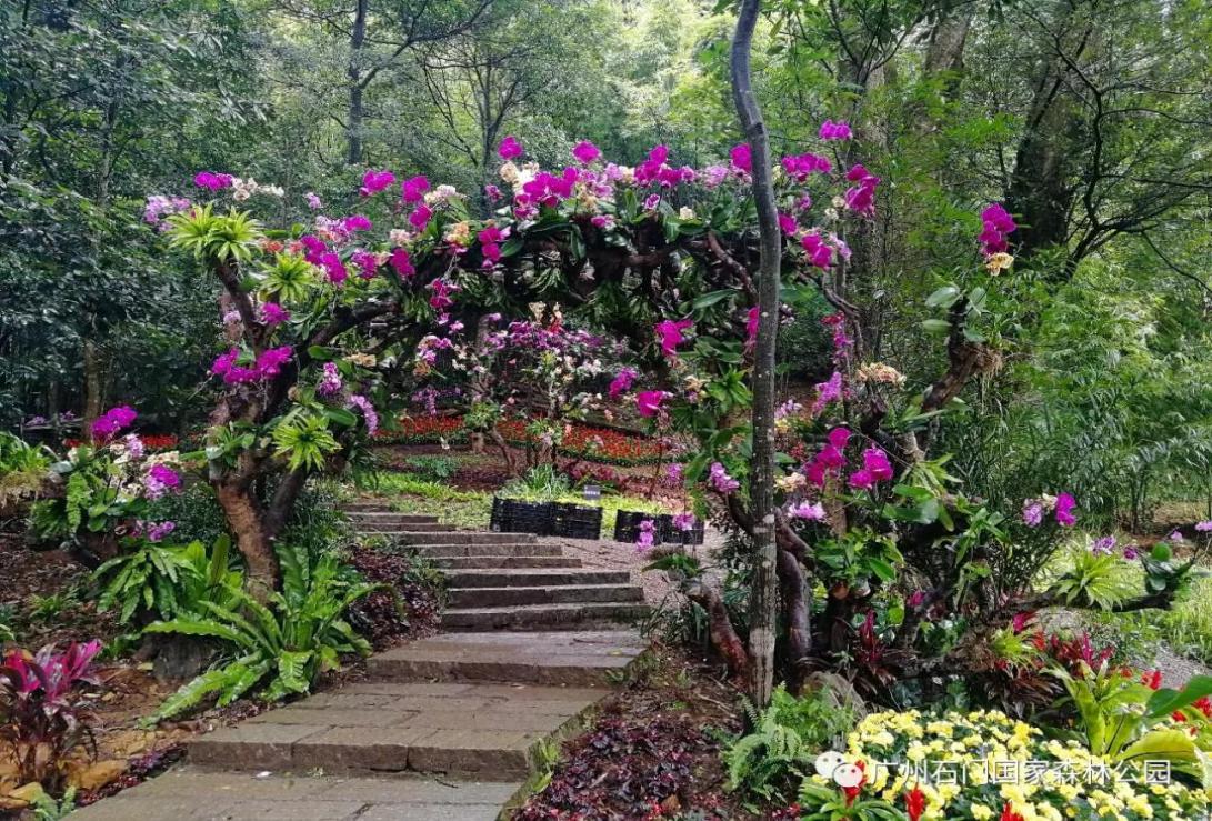 到广州•来从化：花城看花，花在从化——从化五朵金花邀您过大年