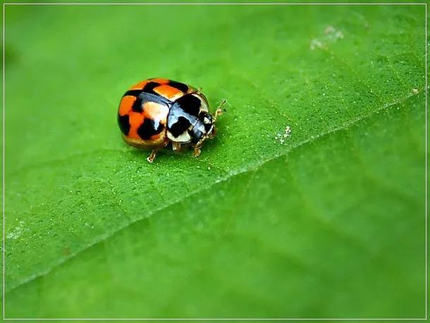 了不起的害虫生物防治“英雄”——瓢虫