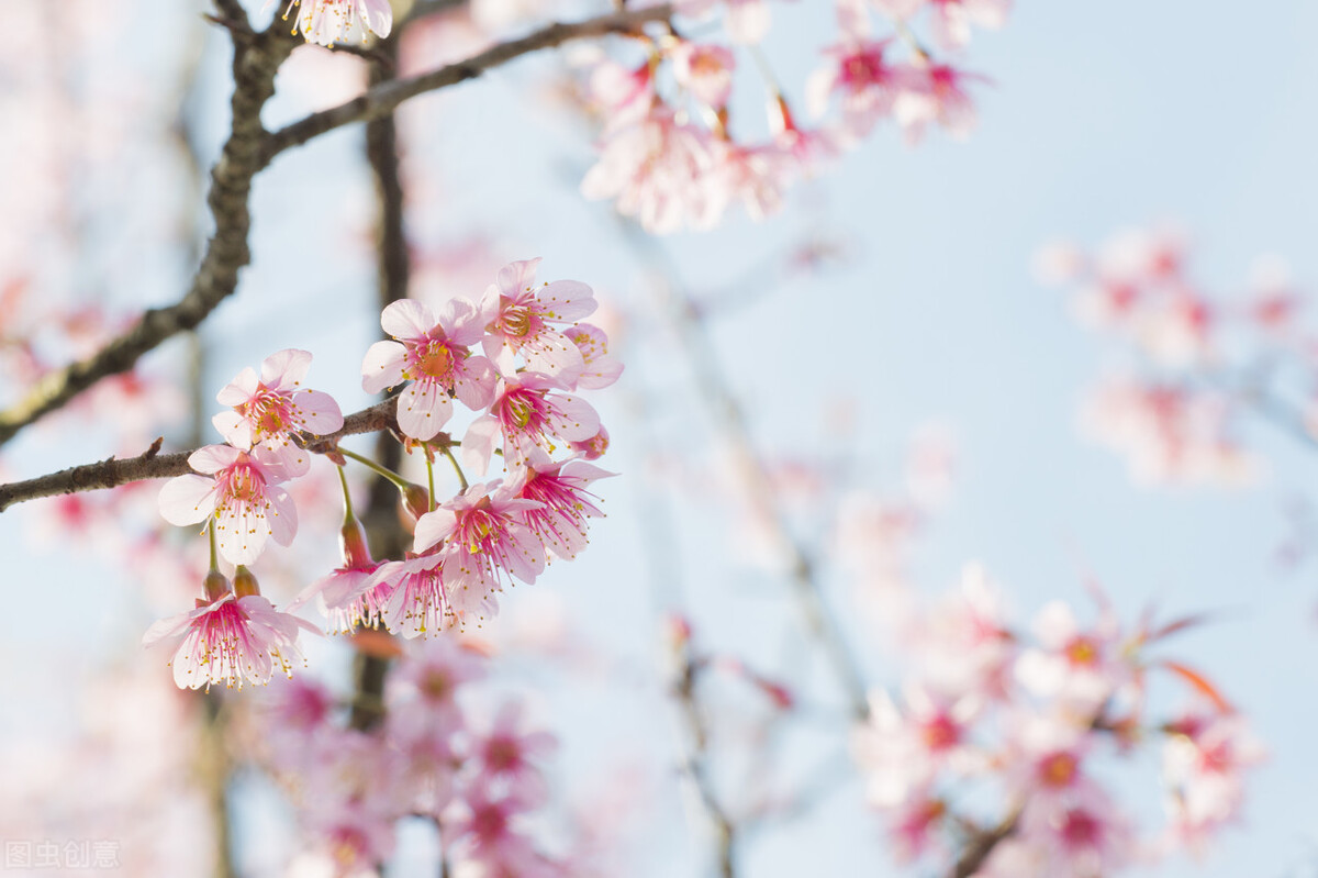 诗词里的春天作文600字,诗词里的春天的手抄报