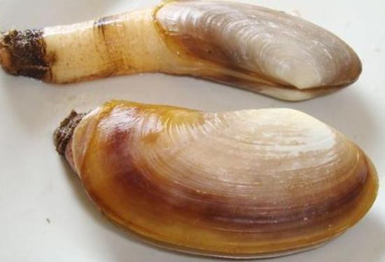 世界五大顶级海鲜,全球奢侈海鲜象拔蚌