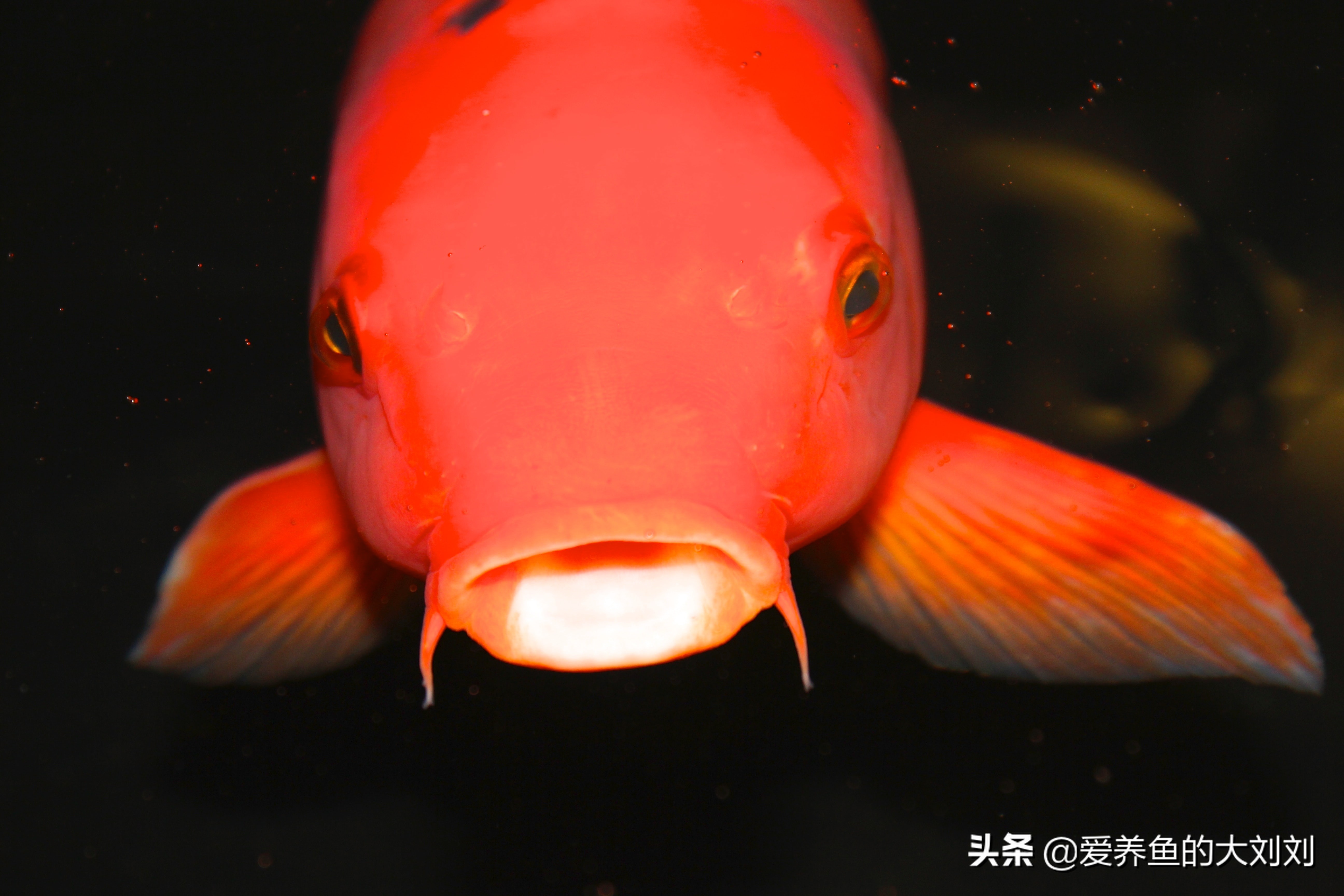 观赏鱼喂多了怎么办,观赏鱼要不要喂鱼食