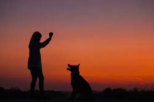 训犬狗狗不听话,爱训犬