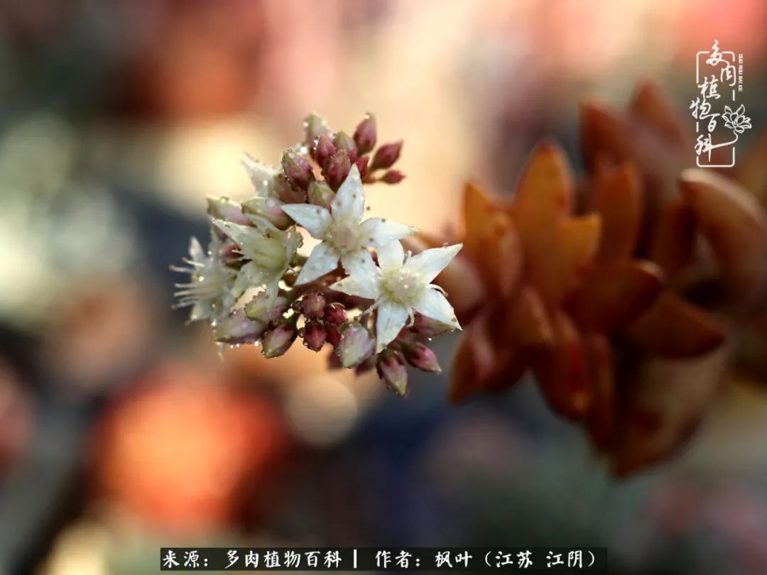 春有约，花不误，多肉与春天有个约会