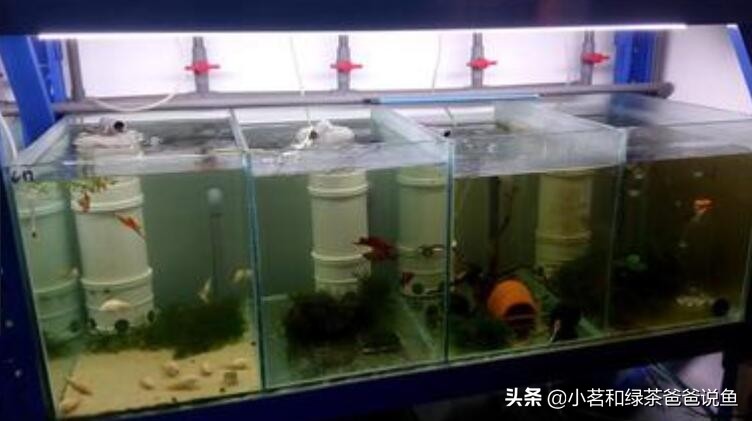 鱼缸上过滤系统和下过滤的区别,养观赏鱼的过滤方法视频教程全集