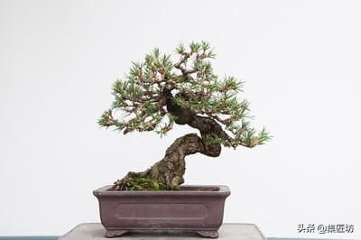 短针黑松怎么养护,短针黑松修剪教学