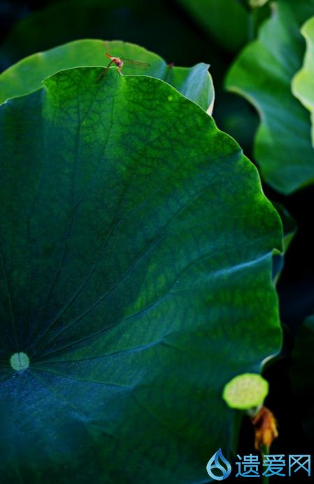 摄影欣赏：《早荷始盛开，良人入梦来。》