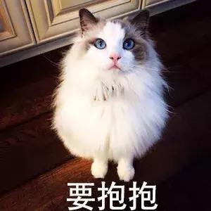 布偶猫好养吗一般多少钱一只,布偶猫的价格贵不贵