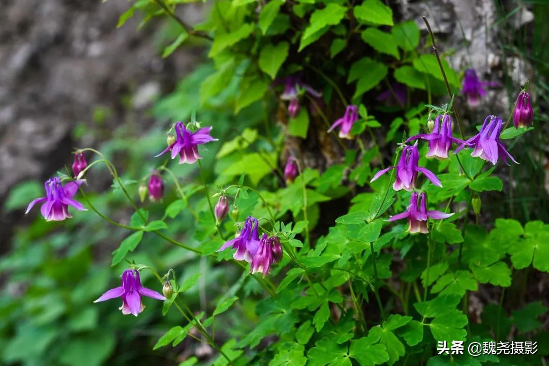各个季节的野生兰花,北京百花山野生兰花图片