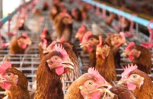 鸡传染性鼻炎的预防和治疗,鸡传染性鼻炎和感冒的区别