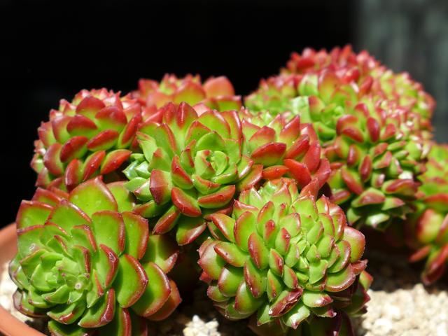 多肉蒂亚火焰好养吗,多肉阳台党如何出状态