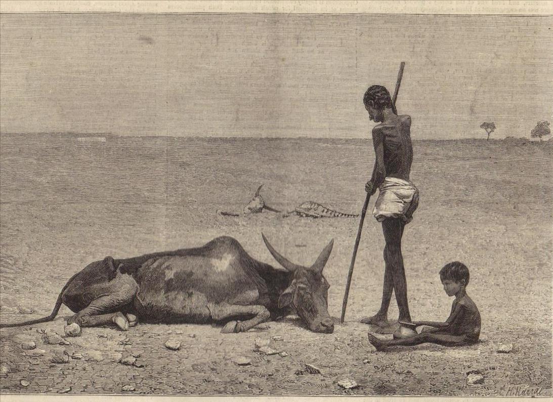 印度的牛粪饼多少钱一盒,印度的牛粪饼在中国也有卖吗