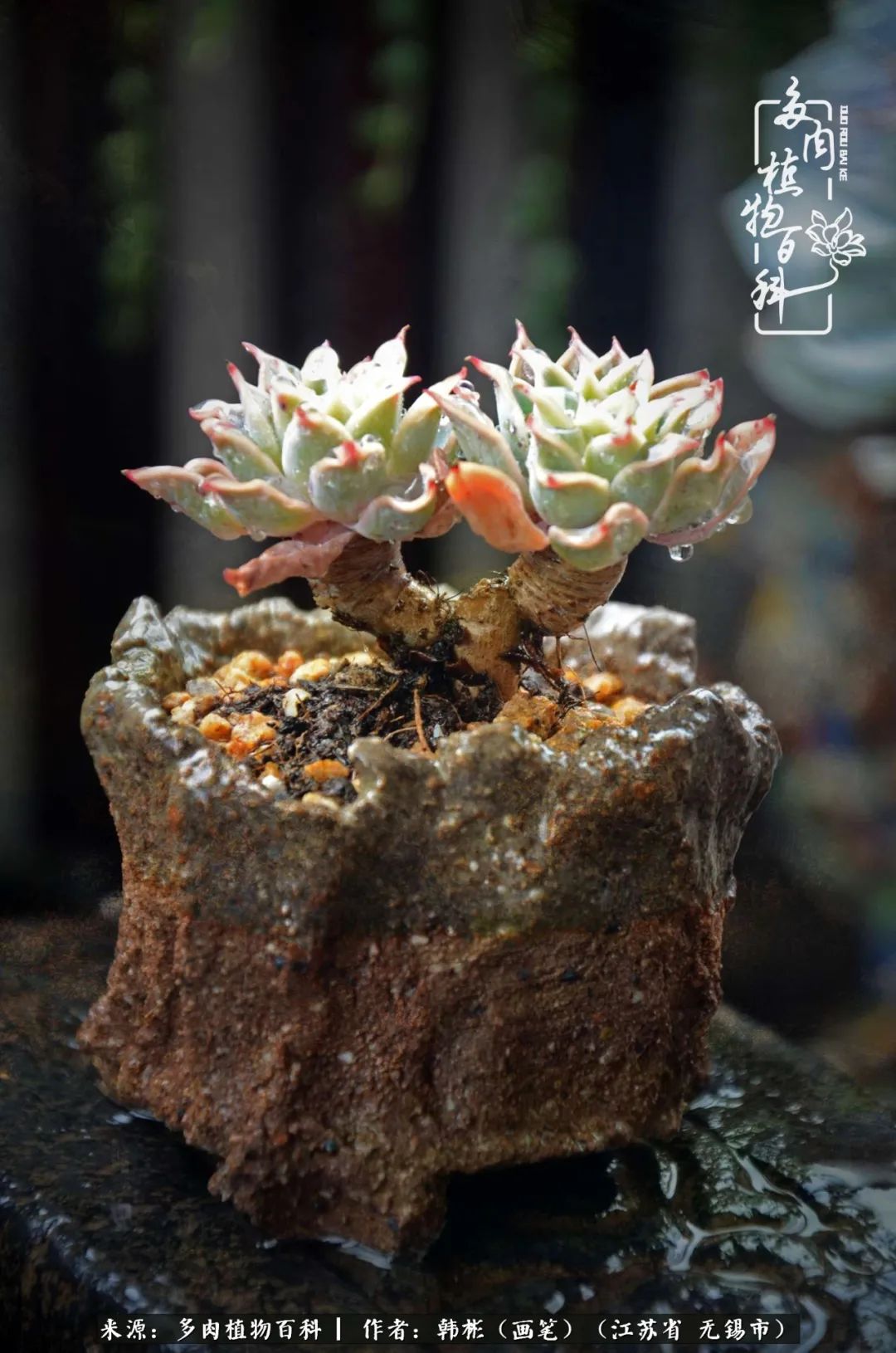 听音乐赏多肉,听音乐赏花赏美景