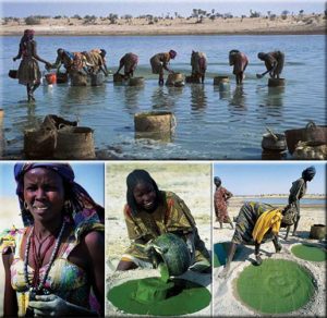 微藻的生物应用前景与展望,微藻产业化关键技术有哪些