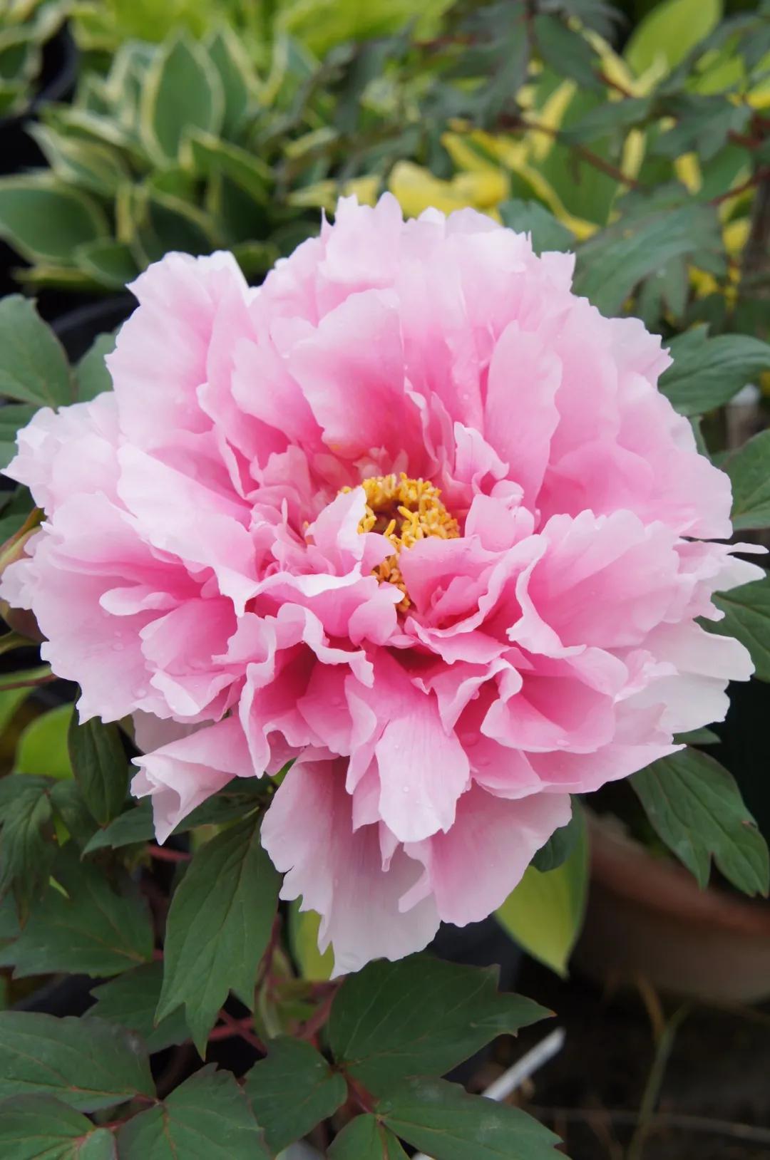 国色天香牡丹花雍容华贵,花中之王国色天香牡丹花