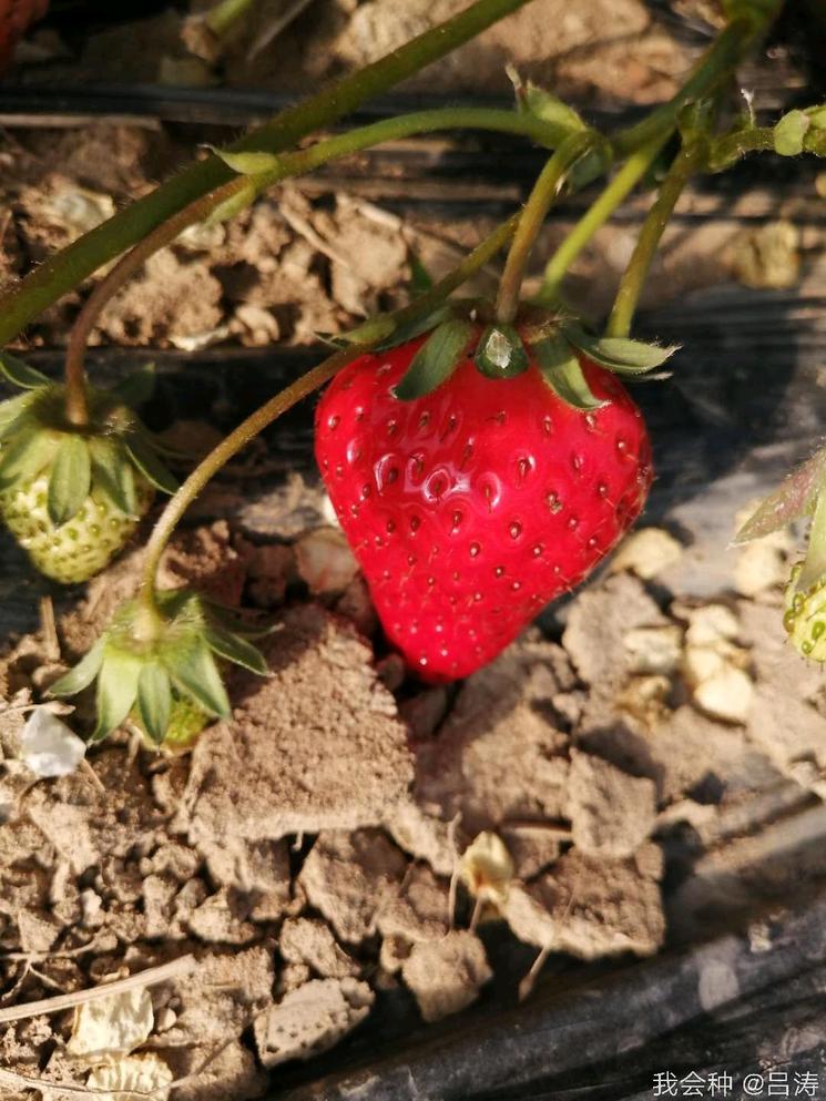 草莓保鲜的8大技术措施果农必看,客户说水果不新鲜了怎么回复