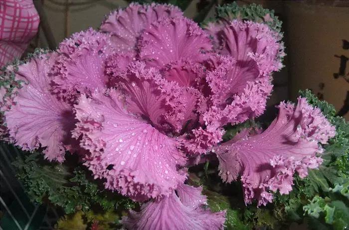 绿色像菜一样的花,像菜一样的花