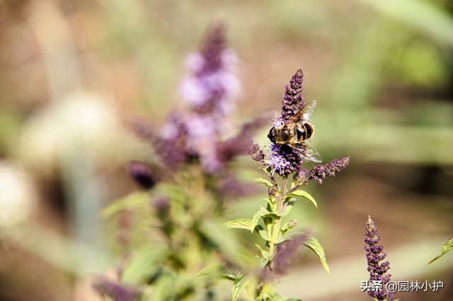 原来薄荷也开花，有点小浪漫！你见过么？