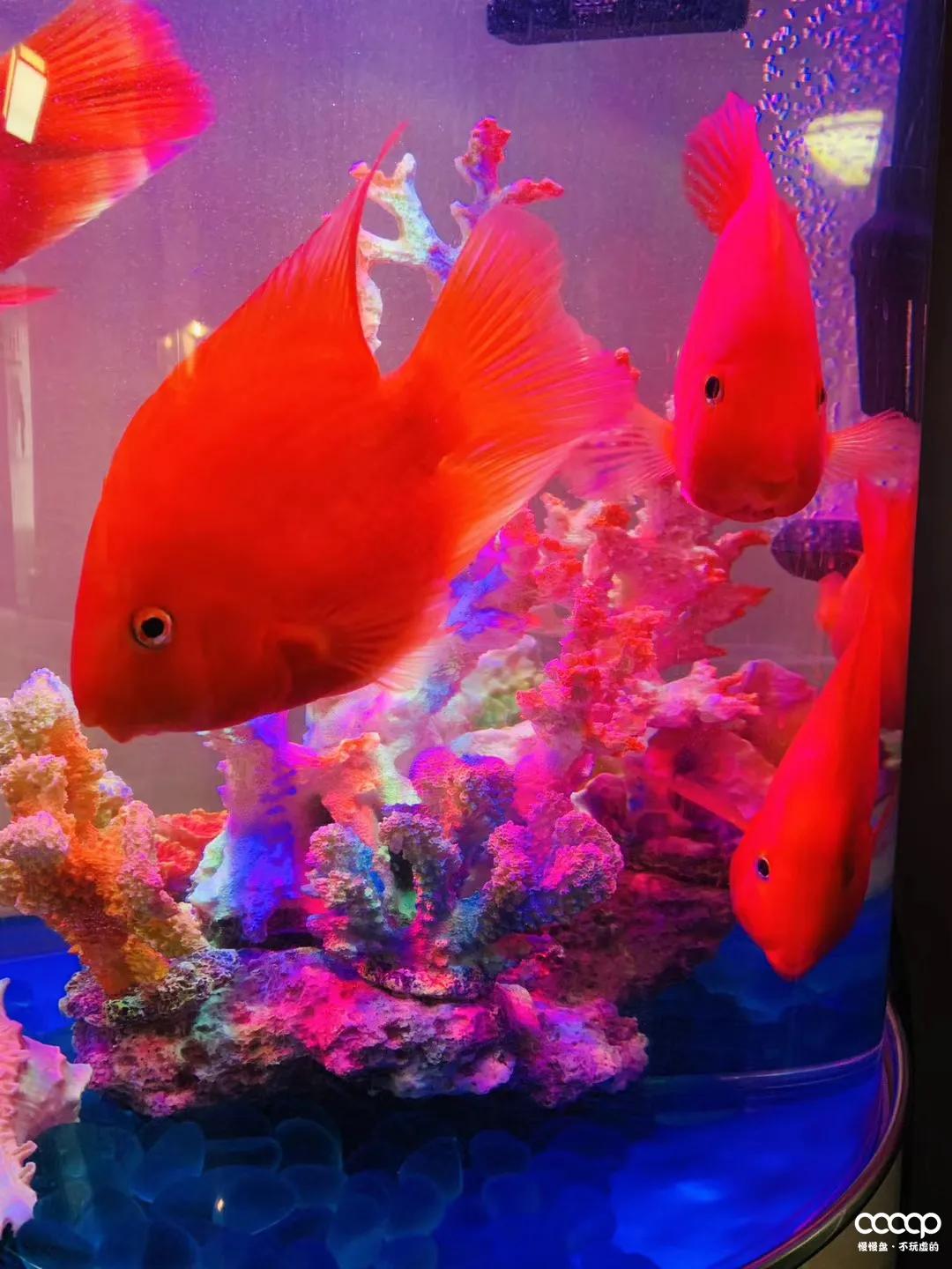 小金刚108配饰方法,108个小金刚用什么配饰