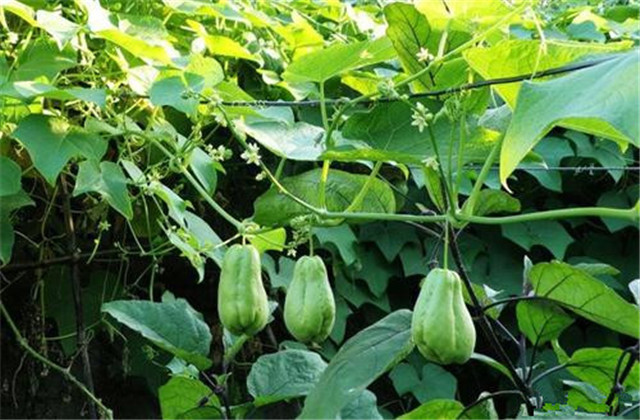 北方种植佛手瓜冬天移栽室内过冬,佛手瓜的冬季保存方法和怎样种植