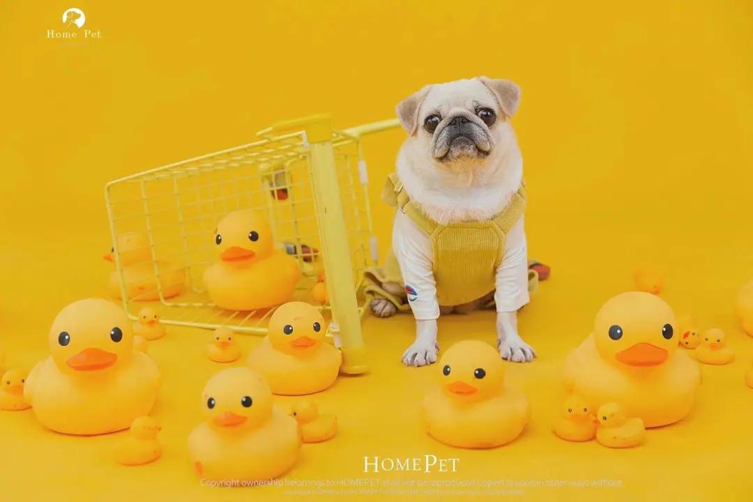 男生猛犬穿女装,男生细狗穿女装