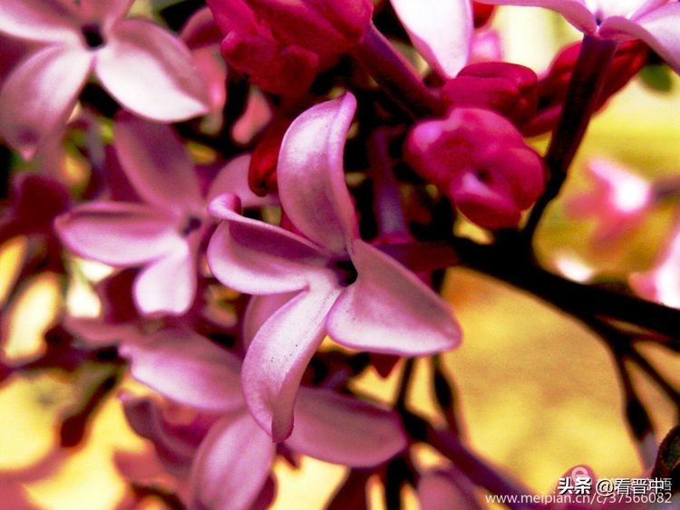 山西农大美丽的校园,山西农大校园风光