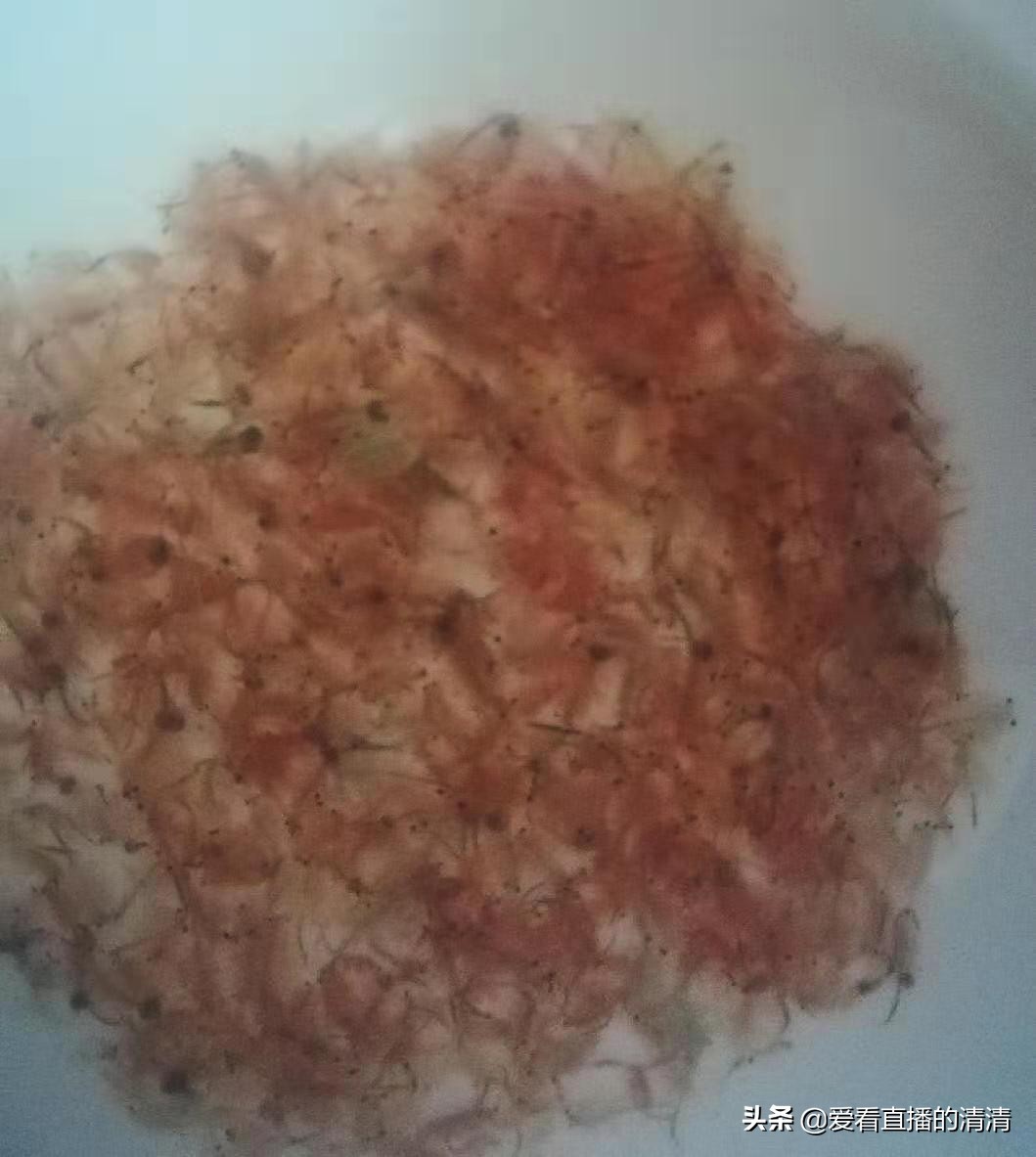 新手养七彩要注意什么,养七彩前期准备